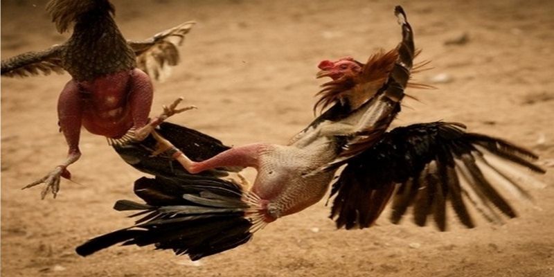 Tìm hiểu hình thức Đá gà đòn Thomo là gì?