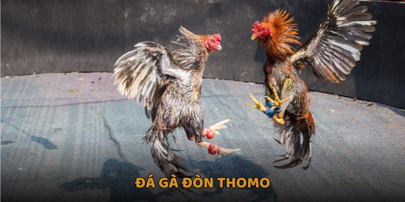 Đá gà đòn Thomo