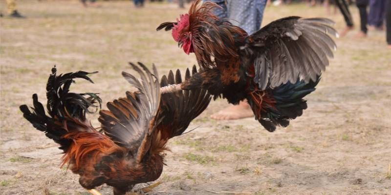 Tìm hiểu những luật chơi trong đá gà đòn Thomo tại PG88