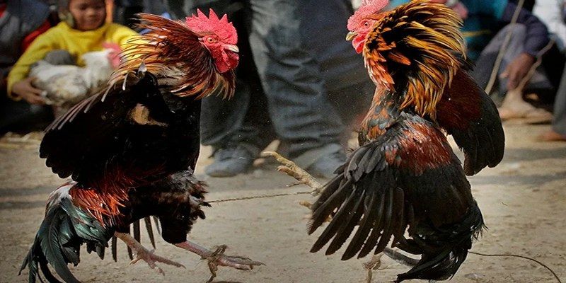 Thông tin tổng quan về Đá gà casino 